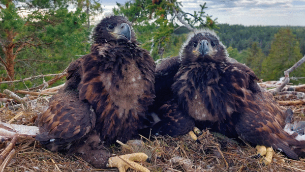 Kaksi noin kuuden viikon ikäistä merikotkan poikasta pesässä Naantalissa. Merikotka munii yhdestä kolmeen munaa varhain keväällä, mutta tiheän populaation lisäämät reviirikamppailut, ravinnon puute tai erilaiset ympäristön häiriötekijät voivat heikentää pesinnän onnistumisen mahdollisuuksia. (Kuvaaja: Ida Penttinen)