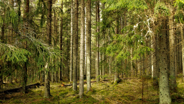 Harmaalla suojelulla tarkoitetaan sitä, että metsätalouden harjoittamista rajoitetaan epäsuorasti ja epäselvästi ilman virallisia päätöksiä ja korvauksia. (Kuvaaja: Seppo Samuli)