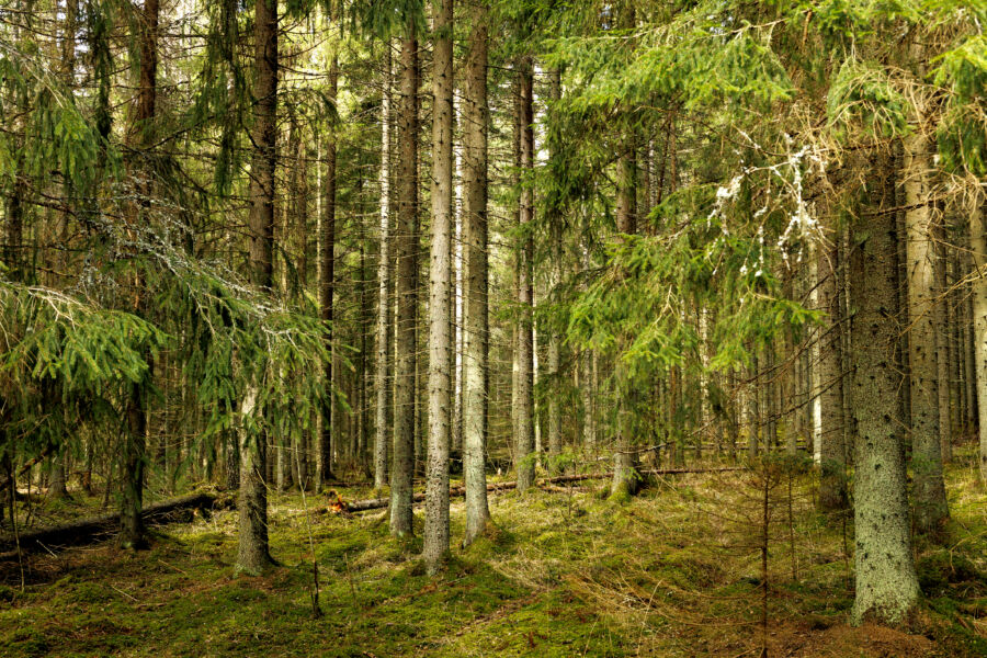 Harmaalla suojelulla tarkoitetaan sitä, että metsätalouden harjoittamista rajoitetaan epäsuorasti ja epäselvästi ilman virallisia päätöksiä ja korvauksia. (Kuvaaja: Seppo Samuli)