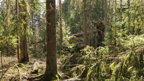 Boreaalisen luonnonmetsän määritelmä ei ole yksiselitteinen. Niin pitkään kuin poliittinen yksimielisyys määritelmästä puuttuu, ei ole mahdollista puhua myöskään hehtaareista tai kustannuksista. (Kuvaaja: Seppo Samuli)