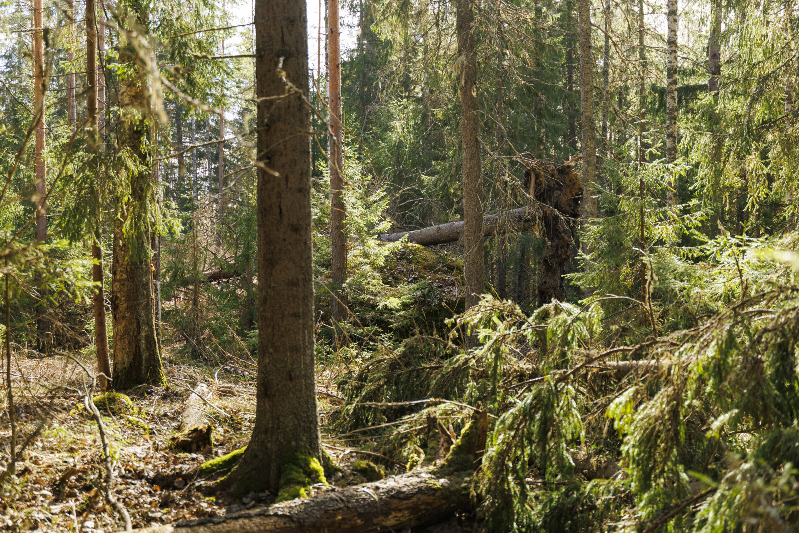 Toimittajalta: Viekö Natura-määritelmä voiton kiistassa boreaalisista luonnonmetsistä?