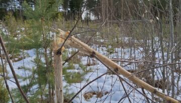 Taimikoihin talvella syntyneet hirvivahingot näkyvät parhaiten keväällä. Tämän koivun lupaavasti alkanut matka sekapuuksi männikköön katkesi hirven hampaisiin. (Kuvaaja: Valtteri Skyttä)