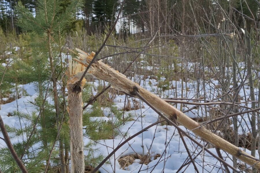 Taimikoihin talvella syntyneet hirvivahingot näkyvät parhaiten keväällä. Tämän koivun lupaavasti alkanut matka sekapuuksi männikköön katkesi hirven hampaisiin. (Kuvaaja: Valtteri Skyttä)