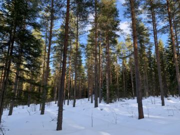 Pieni, alle kahden hehtaarin metsätila ainoana metsäomaisuutena voi tuoda yllätyksen, vaikka siinä lihoisi tukkia. (Kuvituskuva) (Kuvaaja: Tiia Puukila)