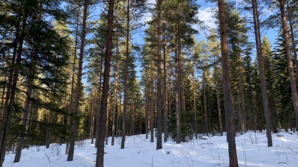 Pieni, alle kahden hehtaarin metsätila ainoana metsäomaisuutena voi tuoda yllätyksen, vaikka siinä lihoisi tukkia. (Kuvituskuva) (Kuvaaja: Tiia Puukila)