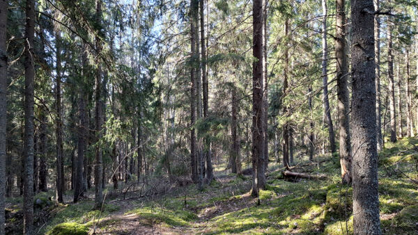 Boreaalista luonnonmetsää Sipoonkorvessa. (Kuvaaja: Lauri Saaristo)