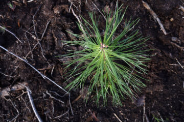 Metsän istutuksissa käytetään yleisimmin kuusta, mutta männyn osuus on kasvanut koko ajan 2020-luvulla. (Kuva: Metsäkeskus)