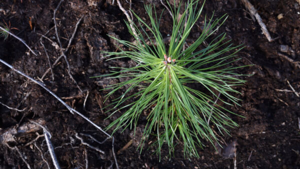 Metsän istutuksissa käytetään yleisimmin kuusta, mutta männyn osuus on kasvanut koko ajan 2020-luvulla. (Kuva: Metsäkeskus)