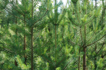 Miten käy metsienhoidon, kun omaisuus siirtyy seuraavalle polvelle. Yhteismetsät voisivat olla ratkaisu. (Kuva: Mikko Häyrynen)