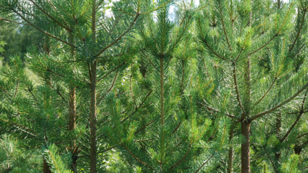 Miten käy metsienhoidon, kun omaisuus siirtyy seuraavalle polvelle. Yhteismetsät voisivat olla ratkaisu. (Kuva: Mikko Häyrynen)