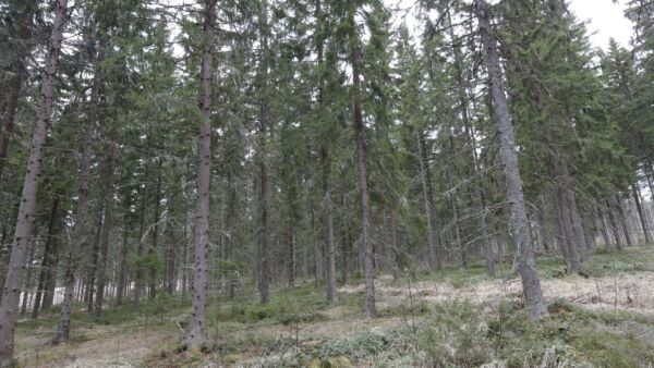 Metsät seilaavat hiilinielun ja päästölähteen välillä. Nyt oli päästölähteen vuoro. (Kuvaaja: Sami Karppinen)