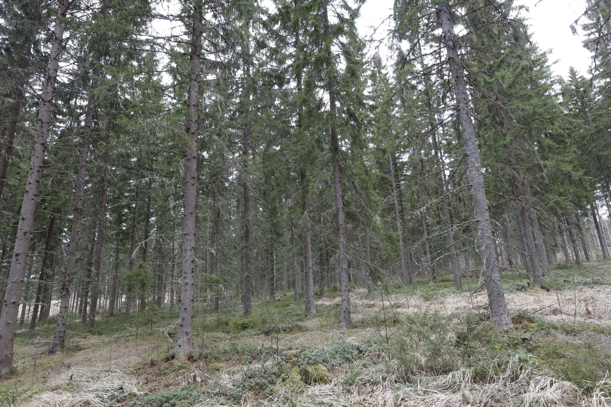 Pikaennakkotieto: Metsämaa valahtanut taas hiilipäästöjen lähteeksi