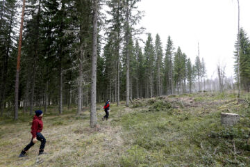Hannes-myrsky kaatoi viime talvena kuusia tuoreen aukon laidalta. Kannot ovat pitkiä, koska puut korjattiin talvella, kun rungot olivat jäätyneet maata vasten.
Hanna Hänninen aikoo hakea tyvet poikaystävän kanssa polttopuiksi. Uudistusalalle istutetaan rauduskoivua. (Kuvaaja: Sami Karppinen)