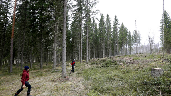 Hannes-myrsky kaatoi viime talvena kuusia tuoreen aukon laidalta. Kannot ovat pitkiä, koska puut korjattiin talvella, kun rungot olivat jäätyneet maata vasten.
Hanna Hänninen aikoo hakea tyvet poikaystävän kanssa polttopuiksi. Uudistusalalle istutetaan rauduskoivua. (Kuvaaja: Sami Karppinen)