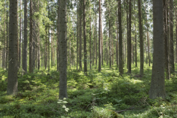 Ravinteikkailla ruoho- ja mustikkaturvekankailla turpeen hajoaminen useimmiten väheni hakkuiden jälkeen, enimmillään noin neljänneksen. Tutkituista menetelmistä avohakkuu vähensi turpeen hajoamista eniten. (Kuva: Luke)
