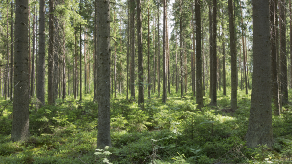 Ravinteikkailla ruoho- ja mustikkaturvekankailla turpeen hajoaminen useimmiten väheni hakkuiden jälkeen, enimmillään noin neljänneksen. Tutkituista menetelmistä avohakkuu vähensi turpeen hajoamista eniten. (Kuva: Luke)
