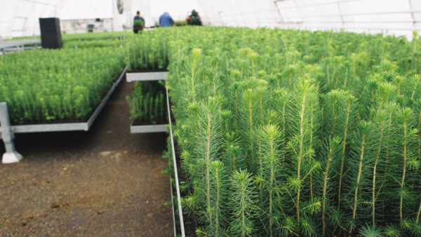 Istuttamisen voi aloittaa, kun maan lämpötila on reilusti yli +8 astetta. (Kuva: Mikko Riikilä)