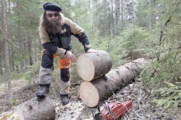Metsätalousinsinööri Tero Vornanen havaitsi, etteivät sinistäjät pilanneet tuulen kaatamaa kuusta, joka katkaistiin tyveltään. Myös kaarnakuoriaisia oli kuoren alla vain vähän. (Kuvaaja: Mikko Riikilä)