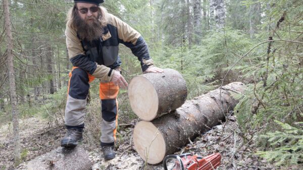 Metsätalousinsinööri Tero Vornanen havaitsi, etteivät sinistäjät pilanneet tuulen kaatamaa kuusta, joka katkaistiin tyveltään. Myös kaarnakuoriaisia oli kuoren alla vain vähän. (Kuvaaja: Mikko Riikilä)