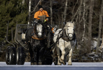 Åfeltin työhevoset matkaavat työmaalle Lammassaareen yli Mahnalanselän maaliskuussa. (Kuvaaja: Juha Metso)