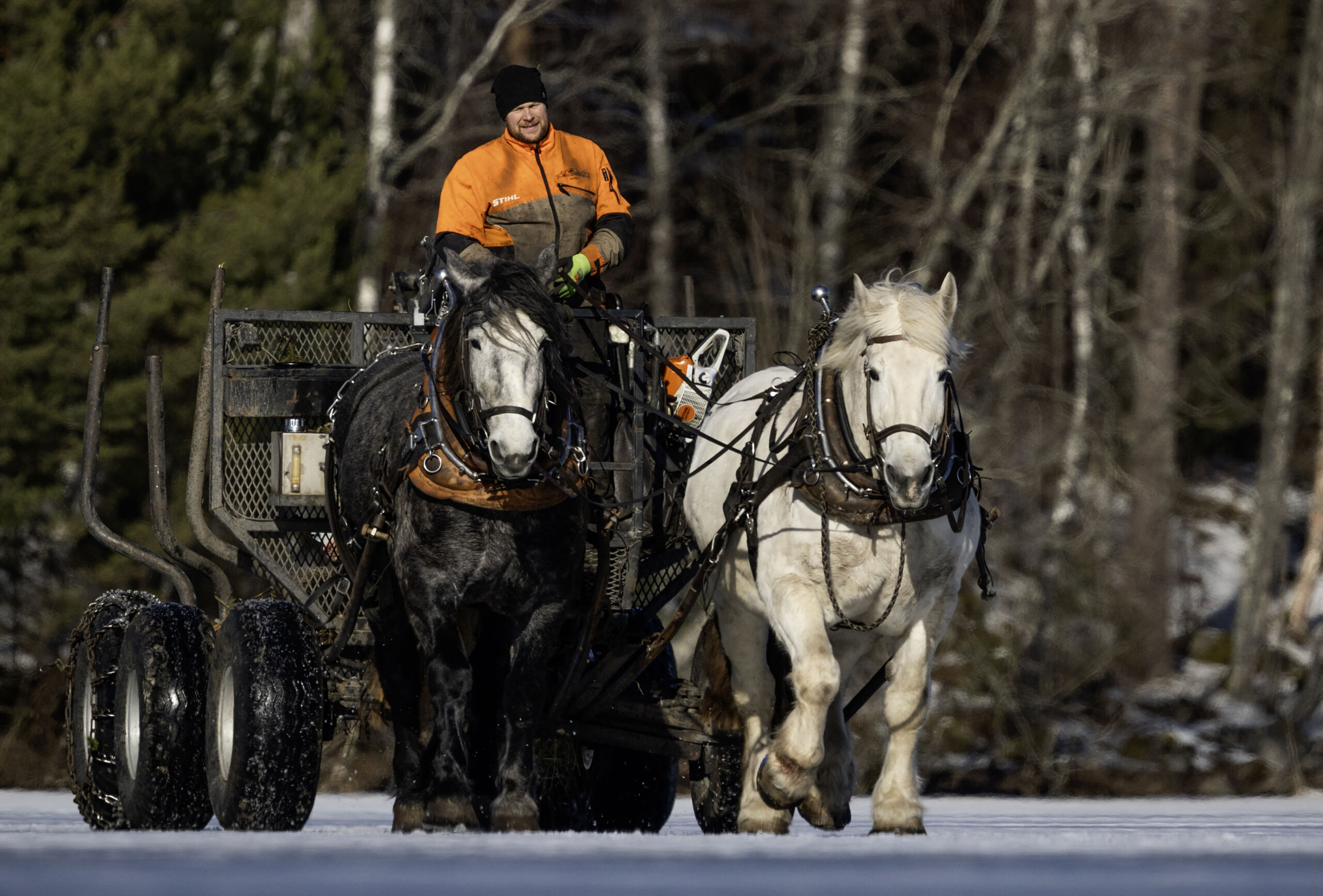 Hevoskorjuulla on paikkansa – ”Näistä ei polttoaine lopu”