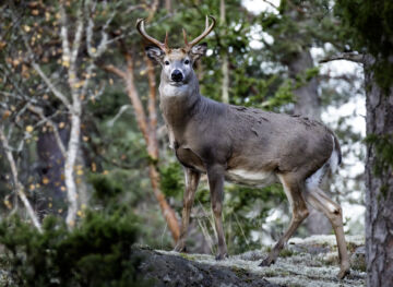 Luonnonvarakeskuksen tuoreimman kanta-arvion mukaan Suomessa on nyt noin 120 000 valkohäntäpeuraa. (Kuvaaja: Juha Metso)