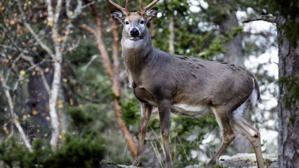 Luonnonvarakeskuksen tuoreimman kanta-arvion mukaan Suomessa on nyt noin 120 000 valkohäntäpeuraa. (Kuvaaja: Juha Metso)
