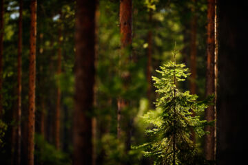 Nuori kuusi (Picea abies) auringonvalossa mäntyrunkojen keskellä. Kuusi on tarkennuksessa, tausta on pehmeästi sumentunut.