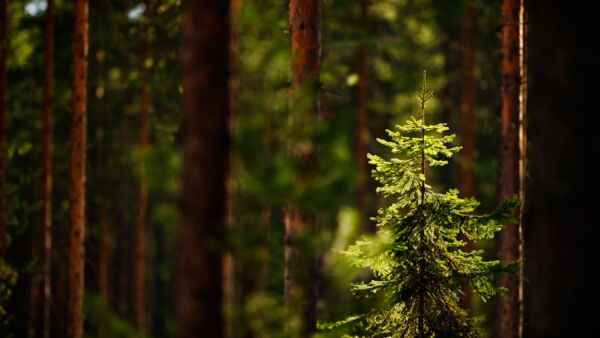 Nuori kuusi (Picea abies) auringonvalossa mäntyrunkojen keskellä. Kuusi on tarkennuksessa, tausta on pehmeästi sumentunut.
