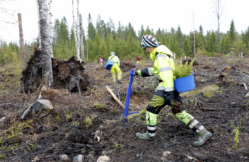 Holsti Forestin thaimaalaiset metsurit tekevät sekä raivaus- että istutustöitä. Useimmat, kuten kuvassa etualalla istuttava Narintorn Homthumma, pitävät enemmän istutustyöstä.  (Kuvaaja: Sami Karppinen)