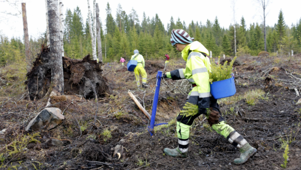 Holsti Forestin thaimaalaiset metsurit tekevät sekä raivaus- että istutustöitä. Useimmat, kuten kuvassa etualalla istuttava Narintorn Homthumma, pitävät enemmän istutustyöstä.  (Kuvaaja: Sami Karppinen)