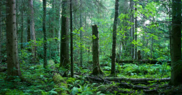 Suojeluun tarjottujen kohteiden pinta-ala vaihteli yhdestä hehtaarista yli sataan hehtaariin.(Kuva: Metsän Suojelusäätiö)