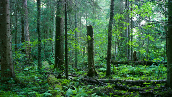 Suojeluun tarjottujen kohteiden pinta-ala vaihteli yhdestä hehtaarista yli sataan hehtaariin.(Kuva: Metsän Suojelusäätiö)