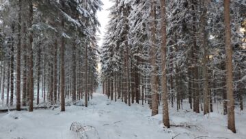 Mikkeliläisen hyvinhoidetun ja hyväkasvuisen metsätilan kauppahinta nousi hintapyyntöä korkeammaksi. (Kuva: Joni Tervo)
