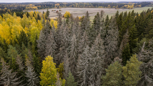 Metsätuhoja kuusikossa Nastolassa. (Kuva: Seppo Samuli)