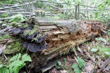 Luontoteoksi voidaan lukea esimerkiksi lahopuun määrän lisääminen. (Kuva: Mikko Riikilä)