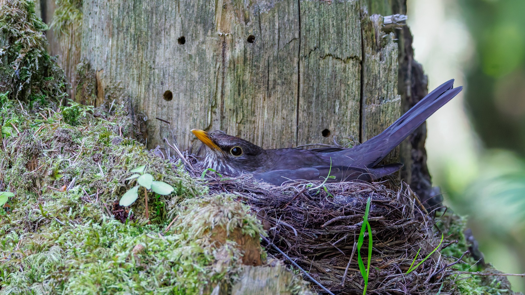 Birdlife muistuttaa: Lintujen pesinnät käynnissä, anna pesimärauha