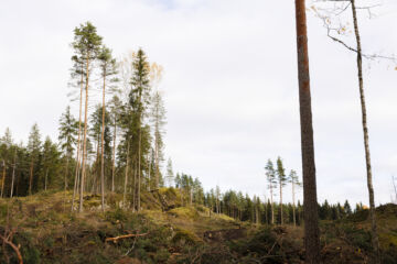 Sertifiointi ja metsänhoidon suositukset edellyttävät säästöpuiden jättämistä hakkuissa. (Kuva: Seppo Samuli)