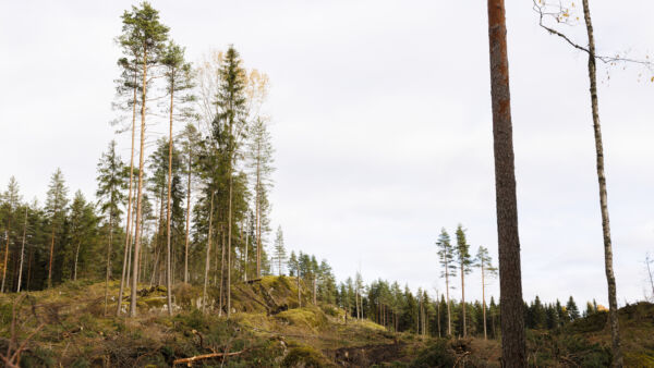 Sertifiointi ja metsänhoidon suositukset edellyttävät säästöpuiden jättämistä hakkuissa. (Kuva: Seppo Samuli)