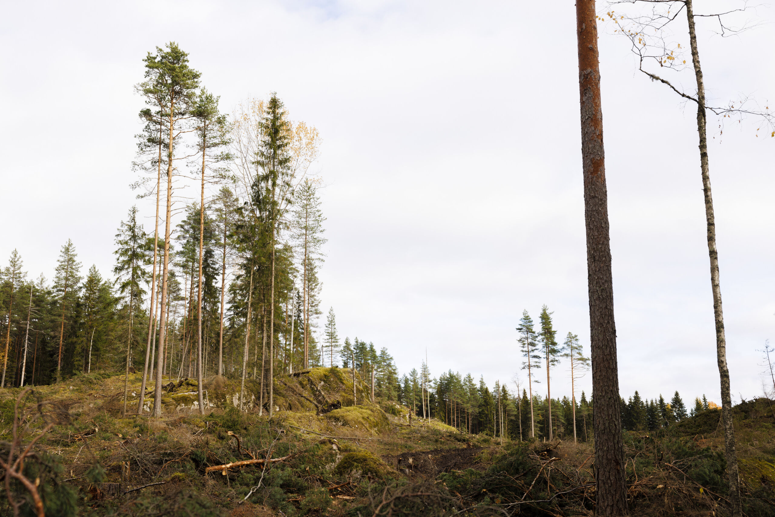 Saako naapurista kaatuneet säästöpuut hakea pois metsästä?