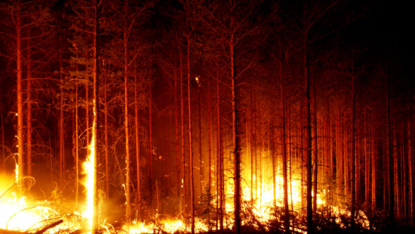 Tuli on monipuoliselle metsälle välttämättömyys. Aiemmin luonnonmetsien arvioidaan palanneen kerran 150-300 vuodessa, mutta nyt tehokas palojen torjunta estää metsiä uudistumasta. (Kuvaaja: Juha Metso)