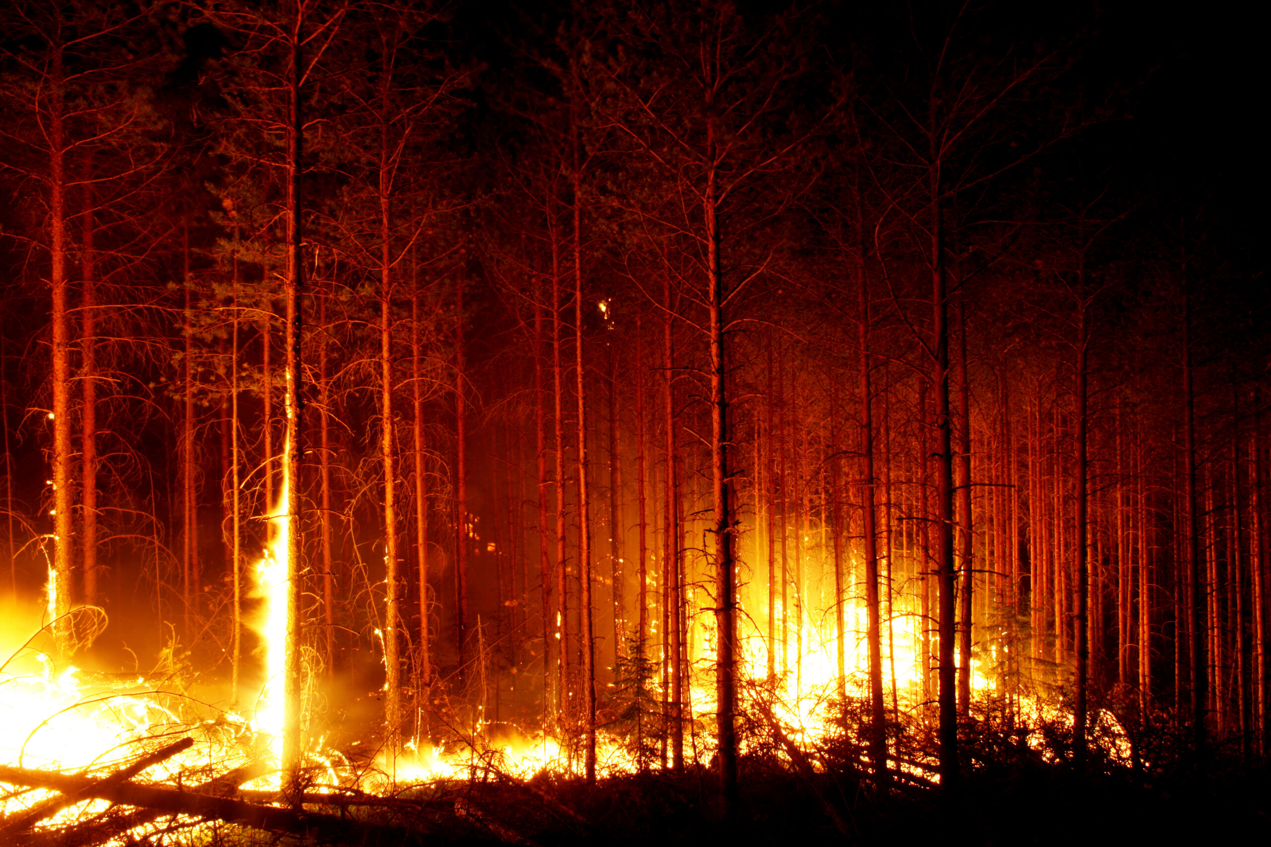 ”Polton jälkeen metsä alkaa alusta”