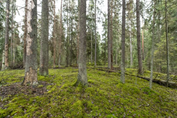 Ennallistamisasetuksen tavoitteena on parantaa luonnon tilaa esimerkiksi luonnonmetsien kaltaisissa luontotyypeissä mutta myös talousmetsissä. (Kuvaaja: Reima Flyktman)