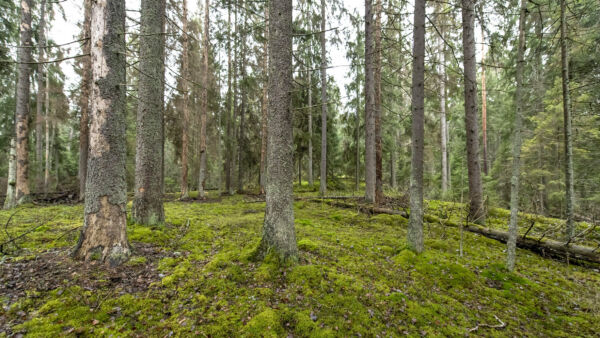 Ennallistamisasetuksen tavoitteena on parantaa luonnon tilaa esimerkiksi luonnonmetsien kaltaisissa luontotyypeissä mutta myös talousmetsissä. (Kuvaaja: Reima Flyktman)