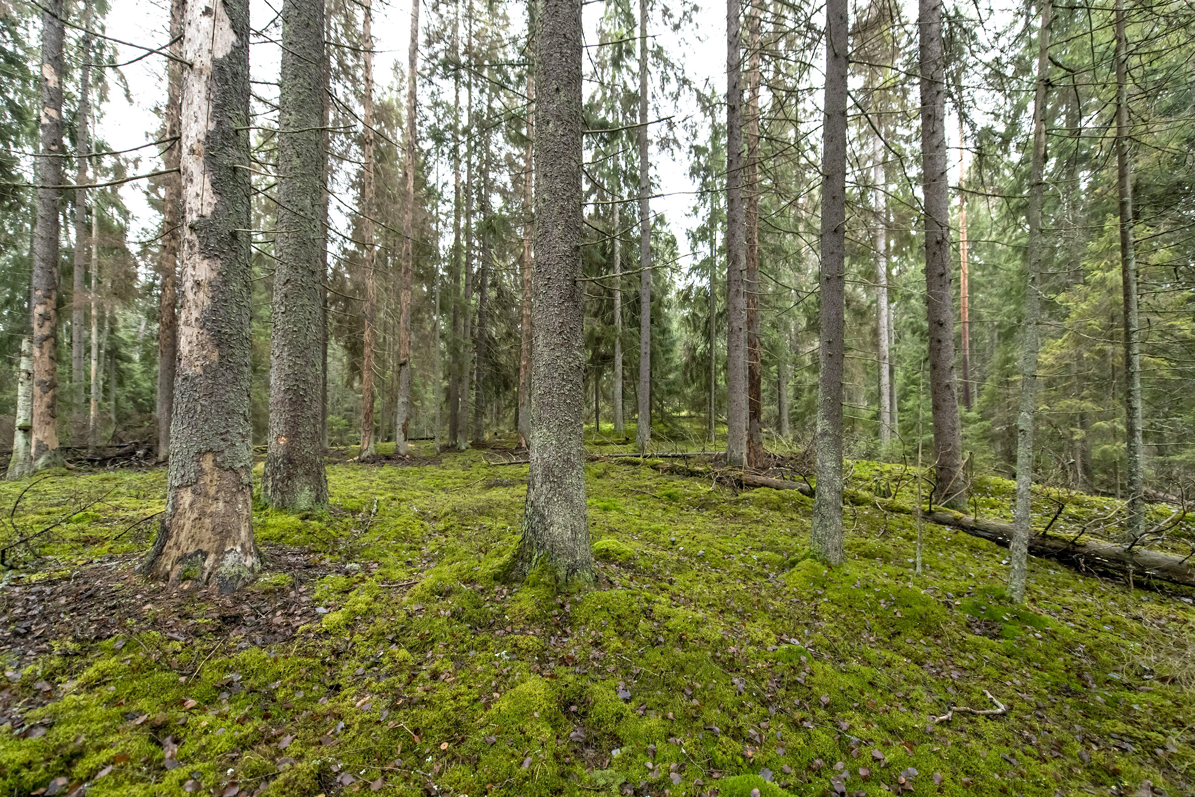 Ennallistamissuunnitelmien valmistelut etenevät EU-maissa eri tavoin