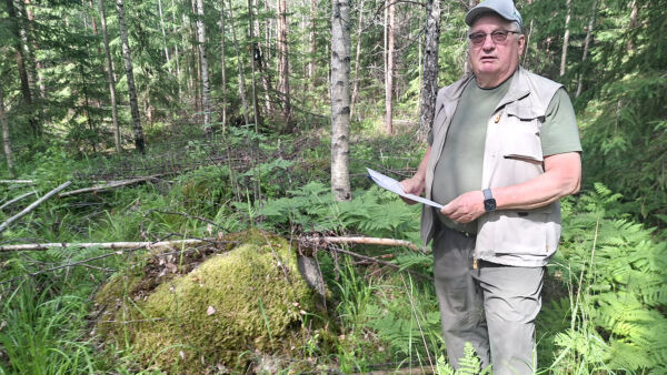 Naapuritilalta paljastanut sääksen tekopesä viisästytti muun muassa tämän metsikön ensiharvennusaikeita Tapani Timoselta.  (Kuvaaja: Valtteri Skyttä)