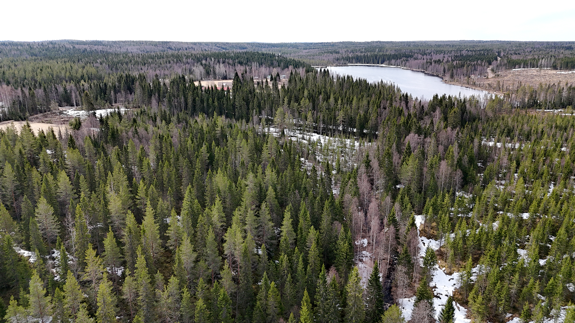 Tilakauppa Kainuussa – hintapyyntö puoli miljoonaa euroa