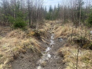 Luontopaneeli haluaa uudistaa metsätalouden tuet ja muuttaa ojituksen luvanvaraiseksi. Kuvassa oja, johon saatu aikanaan kemeratukea. (Kuvaaja: Tiia Puukila)