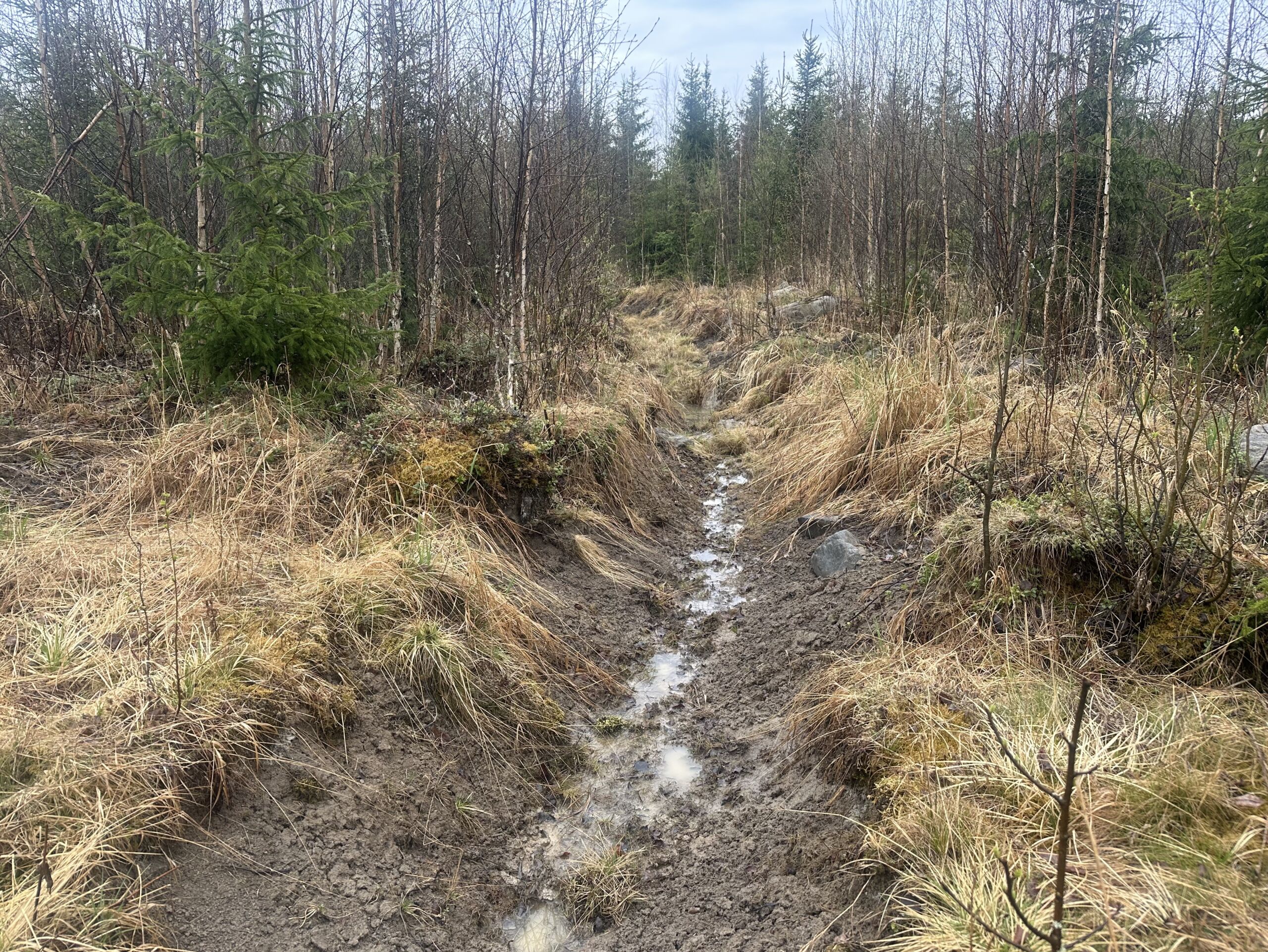 Luontopaneeli: Metsälaki uusiksi ja metka-tuet remonttiin