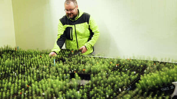 Kuusen alkiomonistusta Savonlinnassa. Lauka Biotechin toimitusjohtaja Mikko Tikkinen tutkii taimia. (Kuva: Jarkko Mikkonen)